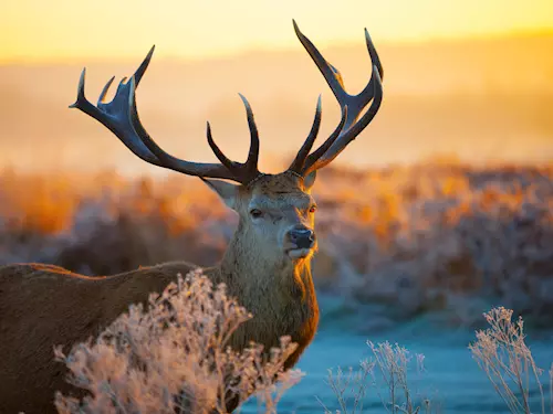 Národní výstava myslivosti v Brně 2026 – Silva Regina