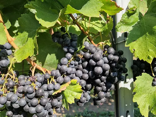 Vinné léto s cimbálem 2026