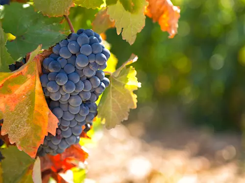 K Šidlenám za vinařem – otevřené sklepy v Miloticích 2026