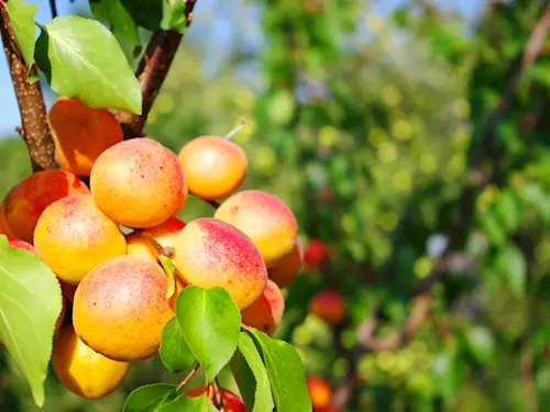 Meruňkobraní ve Velkých Pavlovicích 2026