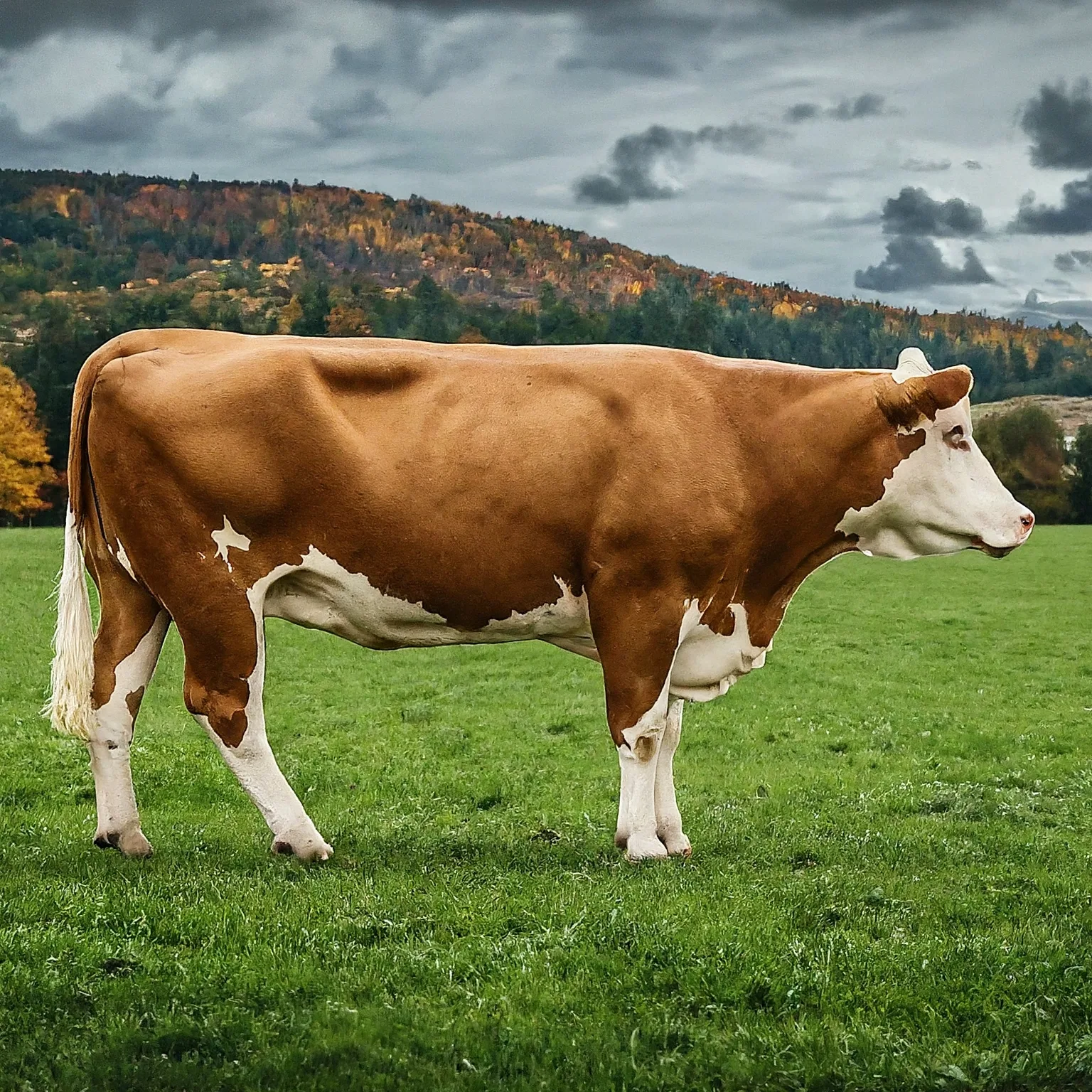 Farma BOVINE