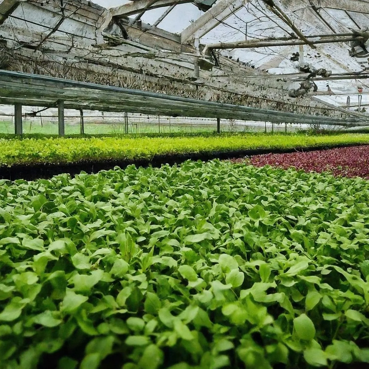 Farma Bylinka