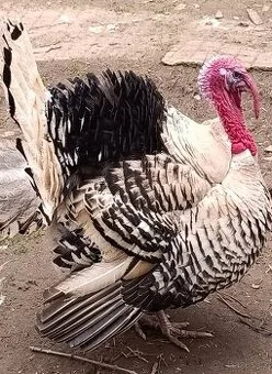 Krůta crollwitzká