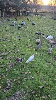 Pávy, pávice, pávata