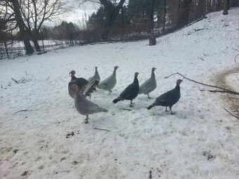 Krůty