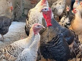 Divoké Morky, Krocan Americký