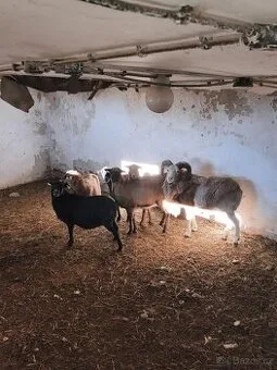 Ovce ovca beran berani kamerunské kamerunsky