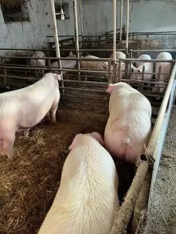 Prodám vykrmené prase