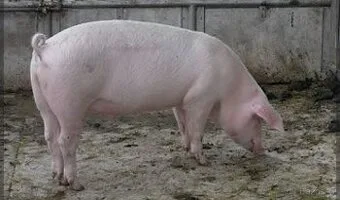 Doma vykrmené prase
