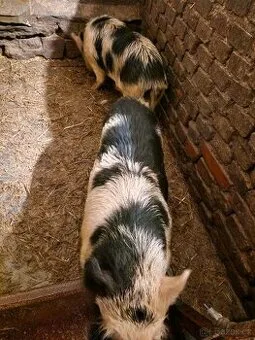 KUNE KUNE