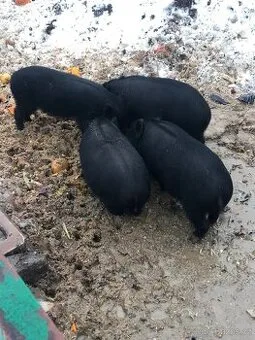 Vietnamské selata