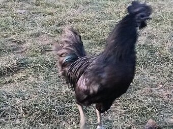 Kohouti Ayam cemani