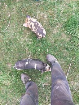 Prodám selata Kune Kune