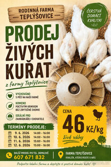 Vykrmená živá farmářská kuřata