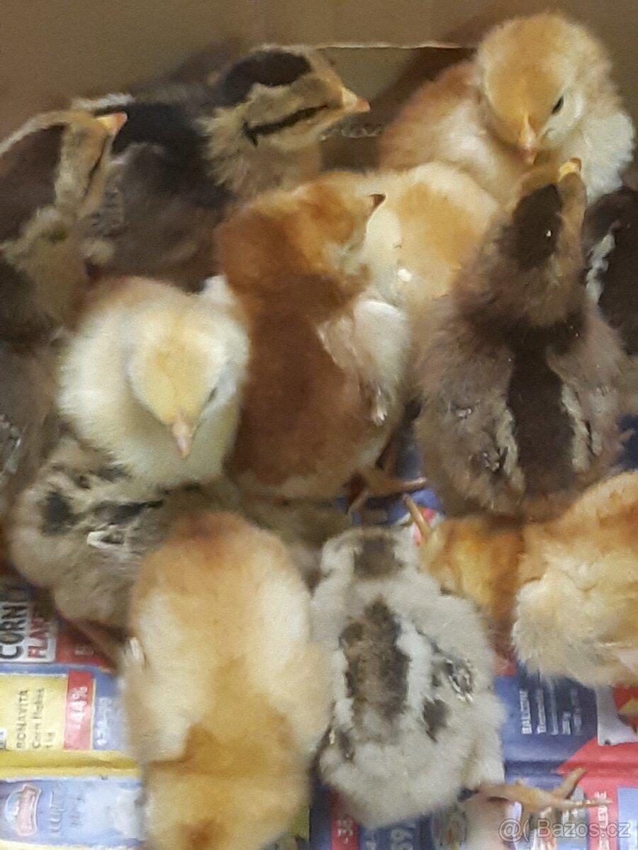 Kuřata, Krůťata, Kachňata