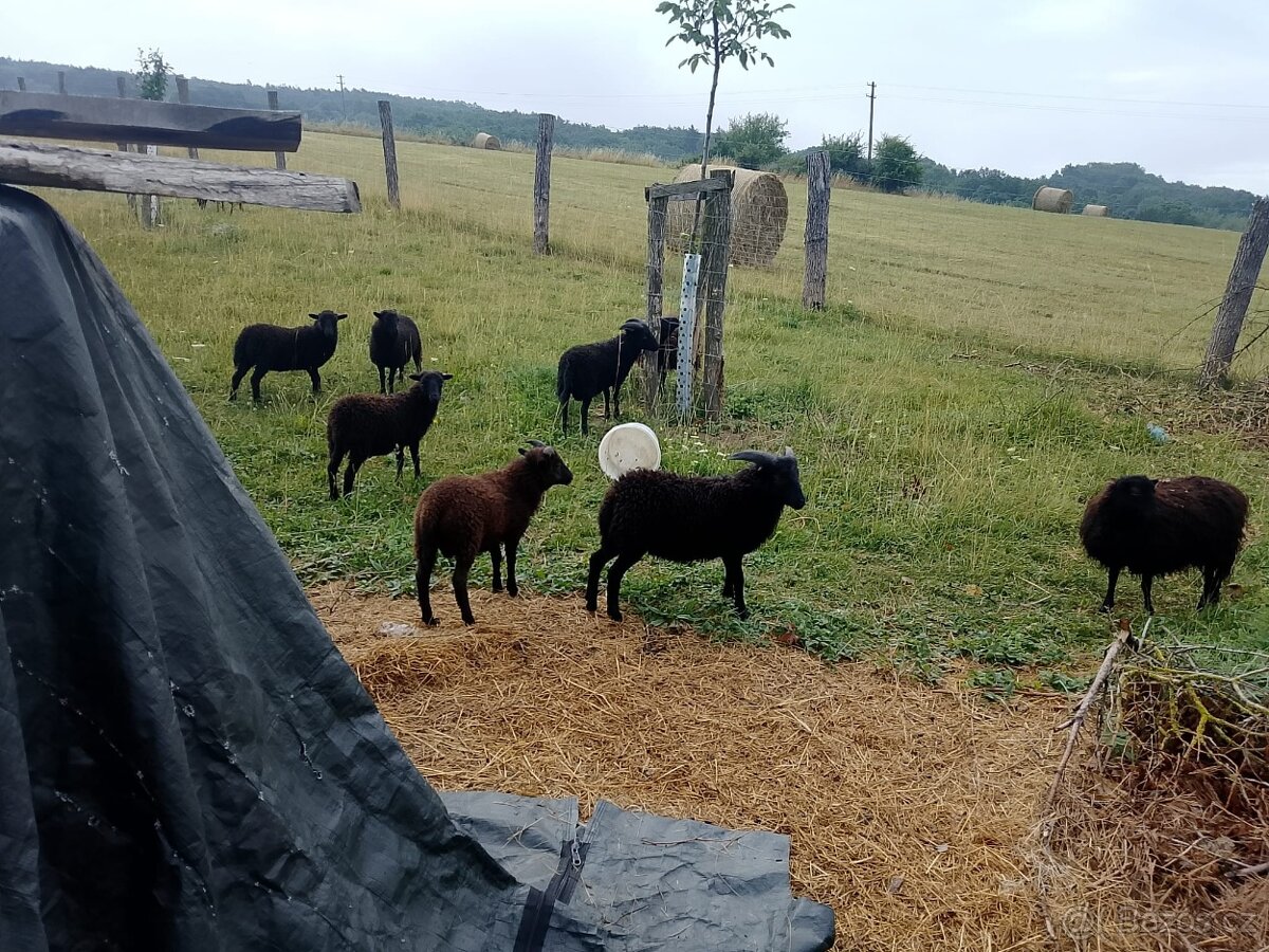 letošní jehňata černých minioveček (oussantská ovce)