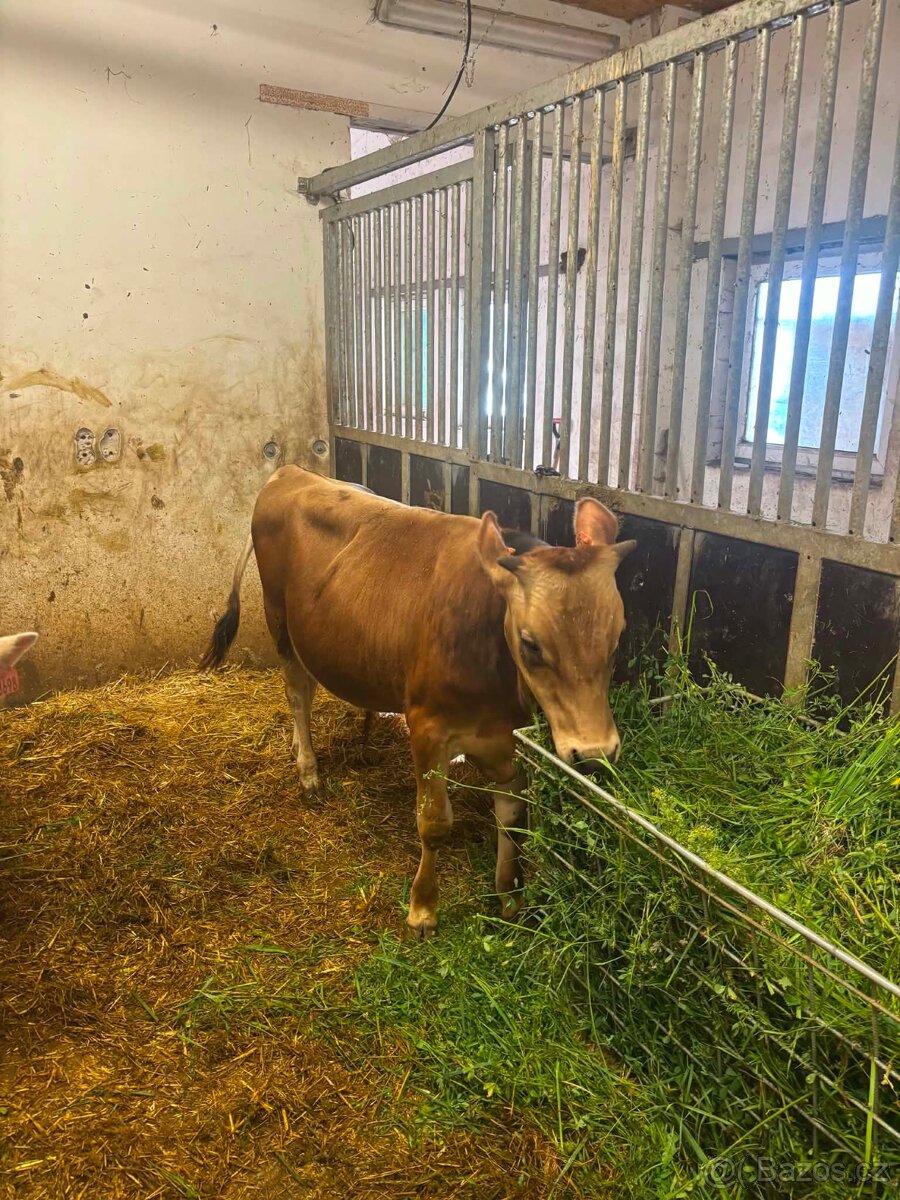 prodej půlročního býčka