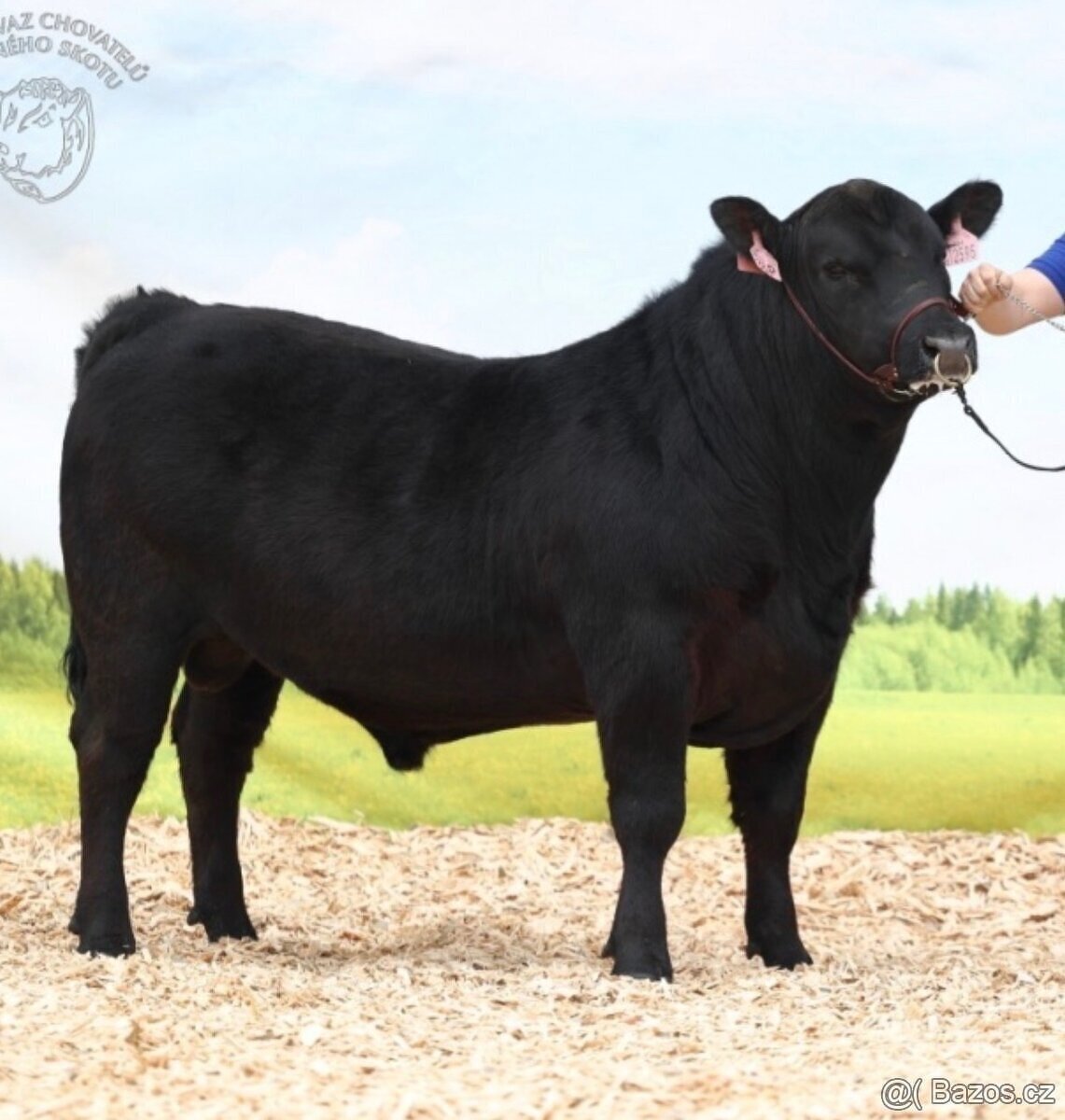 Plemenní býci Aberdeen Angus
