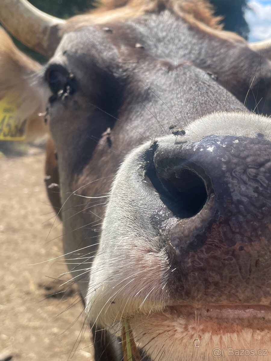 Jersey x BrownSwiss zdarma 6 hus
