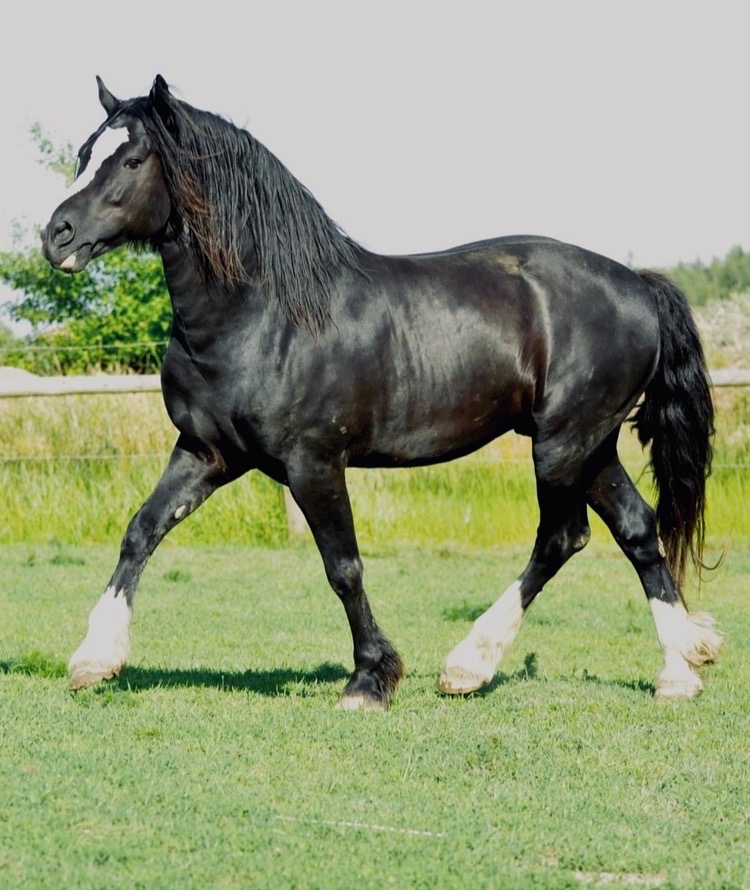 Koně od 40 tis. - Welsh Cob