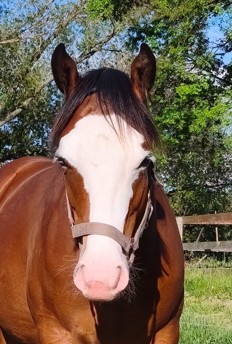 Klisna QH
