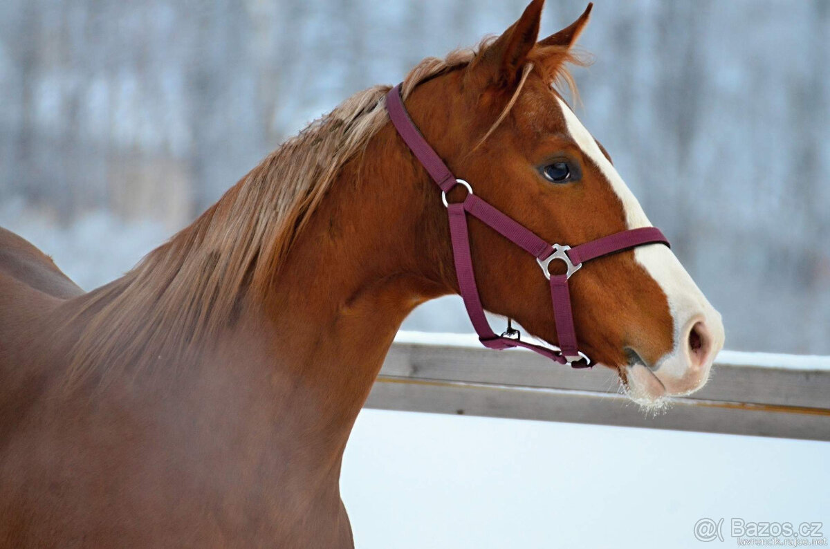 American paint horse - klisna