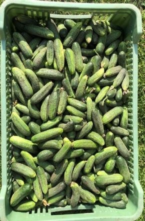 Okurky nakladačky 32Kč / kg