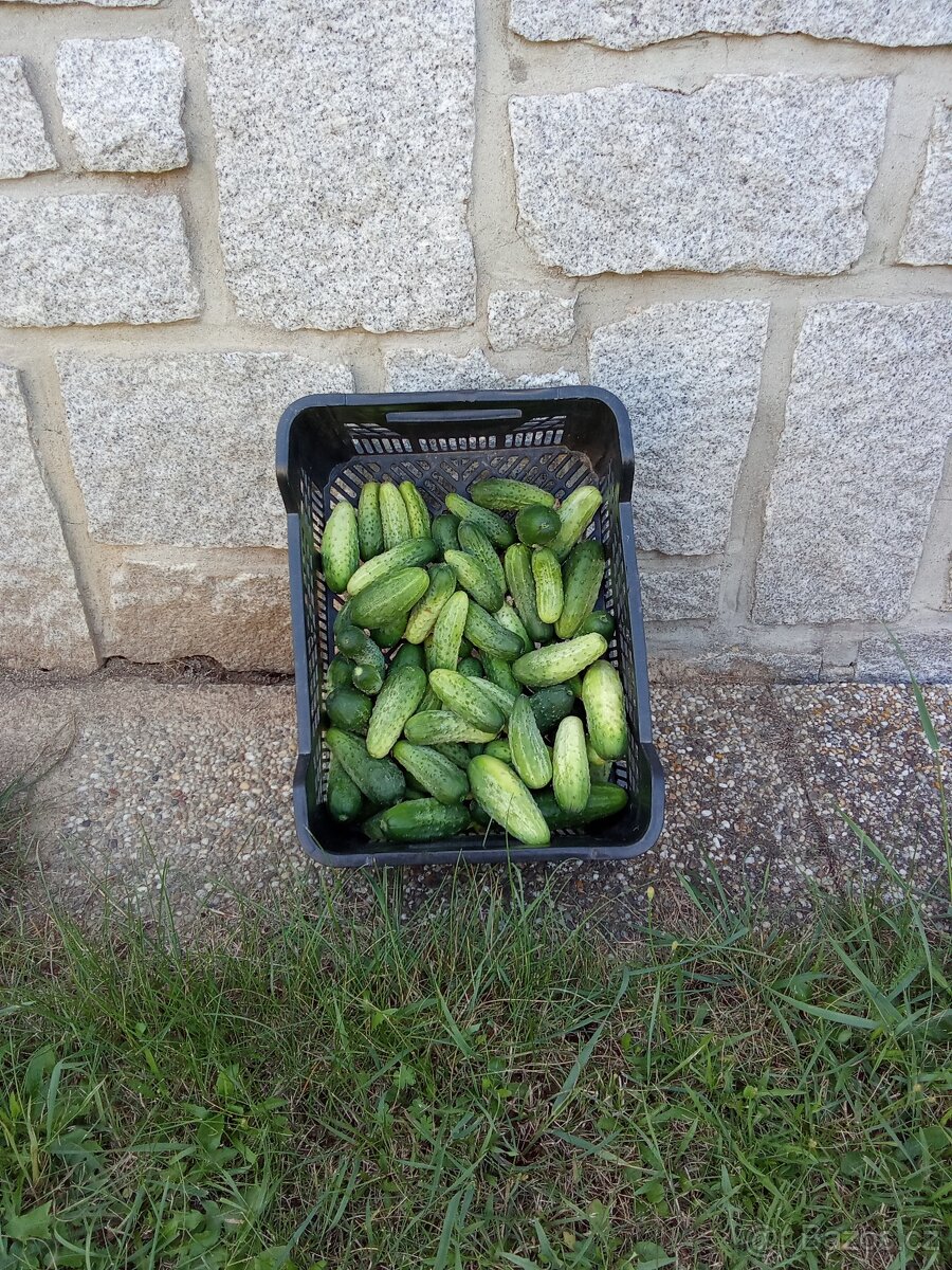 Prodám  okurky nakladačky z mé bio zahrádky