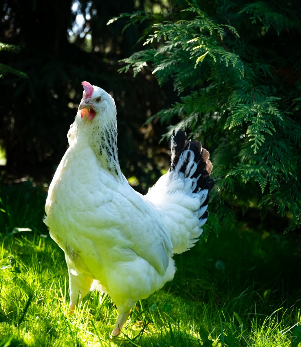Slepičky jedou do České Kamenice, Chřibské,, Krásné Lípy