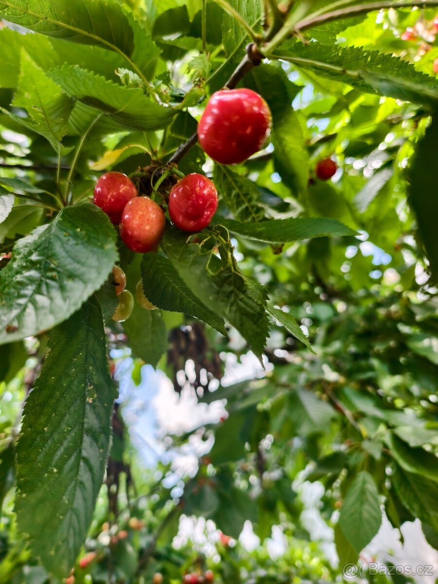 Třešně chrupky samosběr možno celý strom 30 Kč/kg. Plzeň