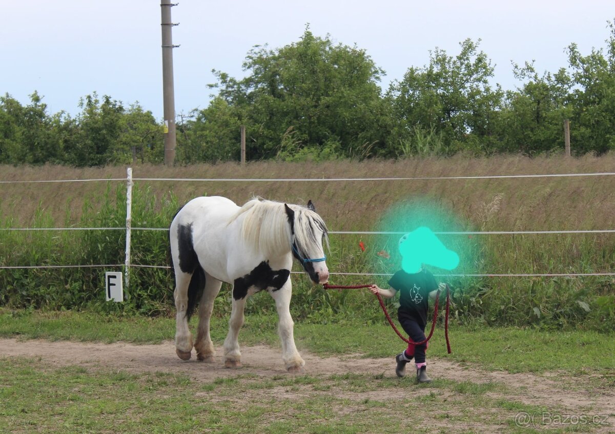 Prodám  irskeho coba a pony