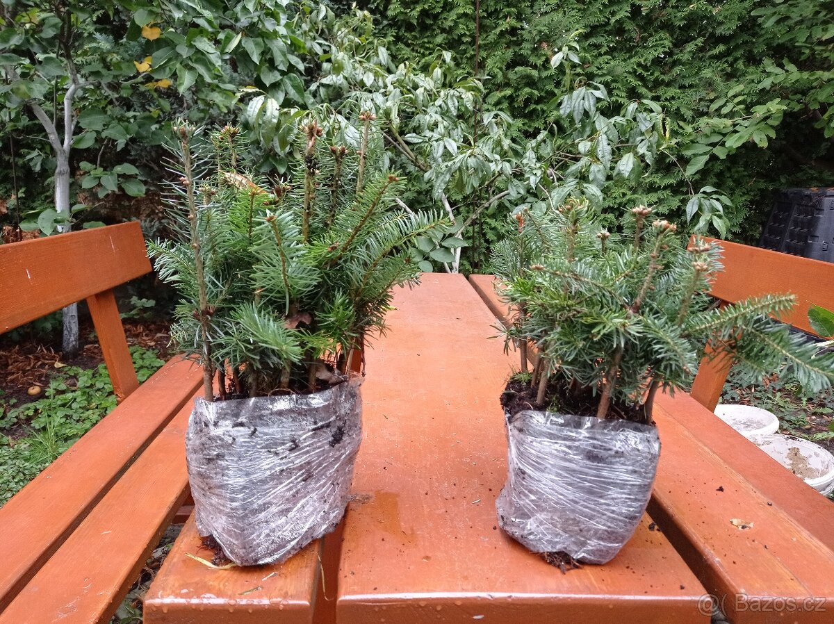 AKCE Jedle kavkazská s balem výška 20 cm za 25 Kč kus